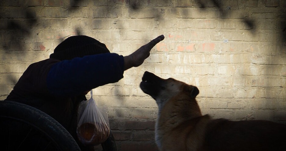 河南版忠犬：中华田园犬传递冬季正能量