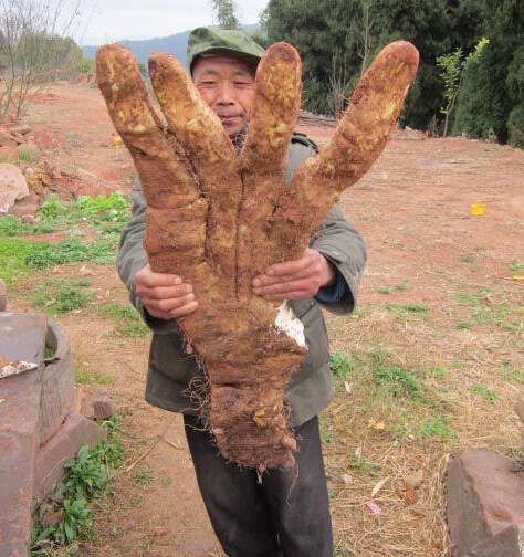 奇闻异事：四川大爷种出29斤巨型山药“脚板苕”