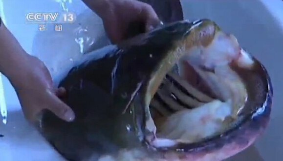 乌苏里江渔民意外捕获长1.7米重87斤罕见巨型鲶鱼